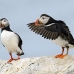 puffin_atlantic_msi_h_1611_can2936.jpg